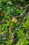 close up view of fresh pomegranate fruit on green background fro