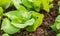 Close up view of Fresh salad leave Butter head lettuce