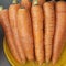 Close-up view of fresh and sweet orange carrots. Texture background of fresh large orange carrots. Product Image Vegetable Root