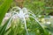 Close Up View Fresh White Flower Of Beach Spider Lily Or Hymenocallis Littoralis In Garden