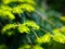 Close-up view of freshly green, young pine needles