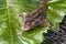 Close up view of freshwater bullhead fish or round goby fish just taken from the water on big green leaf..