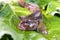 Close up view of freshwater bullhead fish or round goby fish just taken from the water on big green leaf..