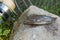 Close up view of freshwater bullhead fish or round goby fish just taken from the water on gray stone background and fishing rod w