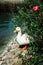 Close up view of a frightened white duck with a yellow beak hiding behind the bush. Natural behavior of a pekin duck. Spotted near