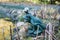 Close up view of frog garden statue wearing crown