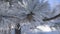 Close-up view of frozen pine cone on tree.