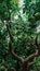 Close up view of a fruit tree in the orchard. Green unripe oranges hanging off the branches. Great density of fruitage,