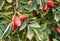 Close-up view of fruits and leaves of rosehip on a tree during a