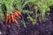 Close-up view of garden bed with carrots being harvested on autumn day with bountiful harvest of fresh vibrant carrots.