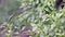 Close up view of gardener watering chilly pepper in vegetable garden