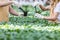 Close-up view of gardeners planting flowers