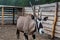 Close-up view of Gemsbok, Onyx gazelle, antelope at farm