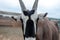Close-up view of Gemsbok, Onyx gazelle, antelope at zoo
