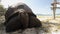 Close-up view of giant tortoise on beach