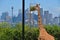 Close Up view of giraffe gazing food with Sydney skyline in the background