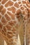 Close up view of giraffe long tail at the back