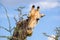 Close up view of a Giraffe`s head eating Acacia tree leaves