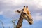 Close up view of a Giraffe`s head eating Acacia tree leaves