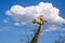 Close up view of a Giraffe`s head eating Acacia tree leaves