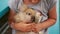 Close up view of the girl holding cute furry rabbit