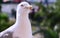 Close-up view of a Glaucous Winged Gull.