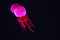 Close up view of glowing pink jellyfish jelly blubber