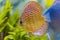 Close up view of gorgeous checkerboard pigeon blood discus aquarium fish.