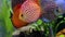 Close up view of gorgeous colorful aquarium fishes discus.