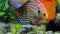 Close up view of gorgeous colorful aquarium fishes discus family cichlids.