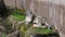 Close up view of gorgeous snow leopard isolated laying in aviary of swedish Zoo Kolmarden