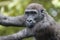 Close up view of a Gorilla