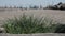 Close up view of grass growing on concrete