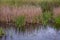 Close up view of grass Phragmites australis growing from marsh.