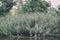 Close up view of grass Phragmites australis growing from marsh. Phragmites is a genus of four species of large perennial