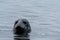 Close up view of a gray seal peeking out of the water