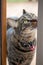 Close up view of a gray stripe tabby cat on a wooden deck