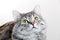 Close up view of Gray tabby cute kitten. Pets and lifestyle concept.