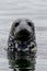 Close up view of a grayy seal peeking out of the water