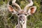 Close up view of a Greater Kudu