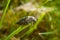 Close-up view of green beetle Chalcophora mariana on the grass