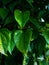 Close-up view of green betel leaves still on their branches