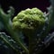 Close-up view of green broccoli head, with its small buds and leaves. It is surrounded by water droplets, which give it