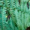 Close-up view of a green fern Polypodiopsida in the forest