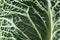 Close up view of green fresh textured cabbage leaf.