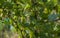 Close up view of green gooseberry bush in early summer.