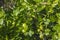 Close up view of green gooseberry bush in garden early summer.