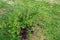 Close up view of green gooseberry bush isolated. Beautiful nature background