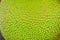 Close up view of green jackfruit rough surface for background an