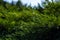 Close up view of green juniper branches